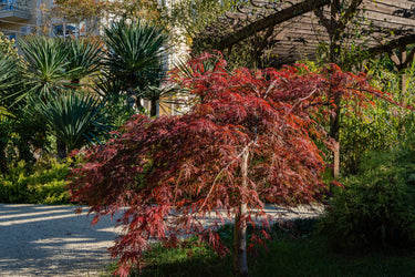 10 INABA SHIDARE MAPLE Weeping Red Laceleaf Japanese Acer Palmatum Dissectum Tree Seeds